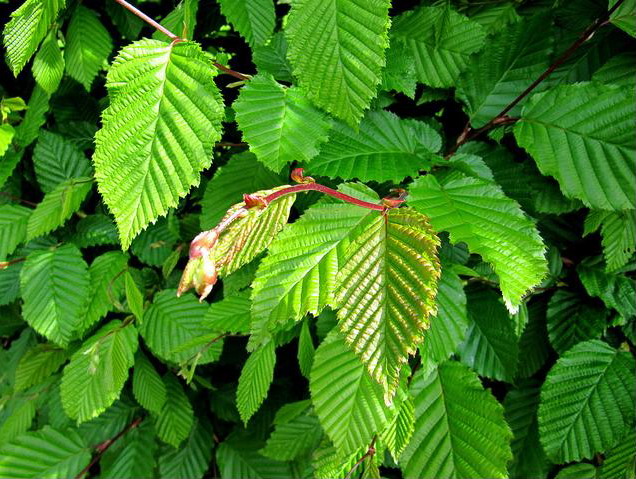 Листья граба
